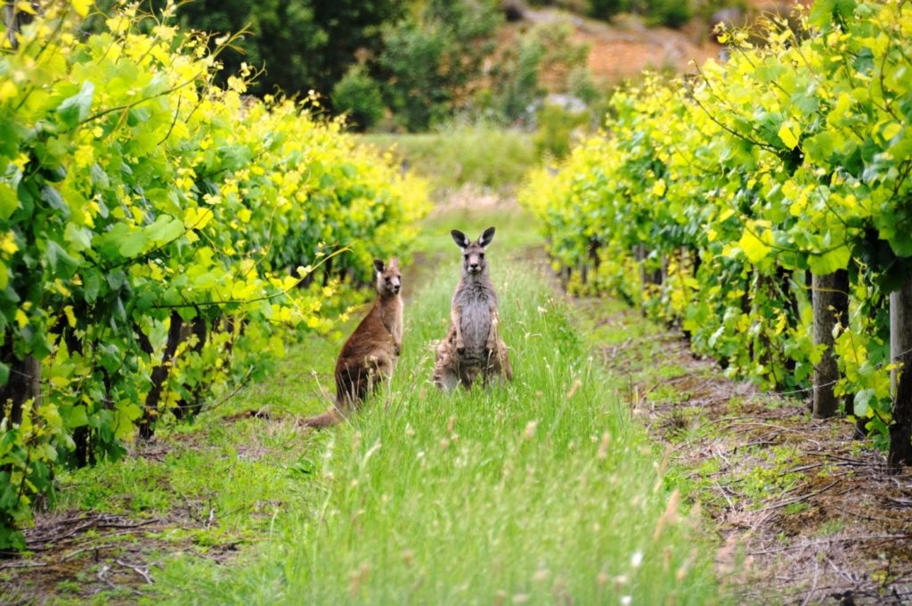 A Guide to Australian Wine for Beginners