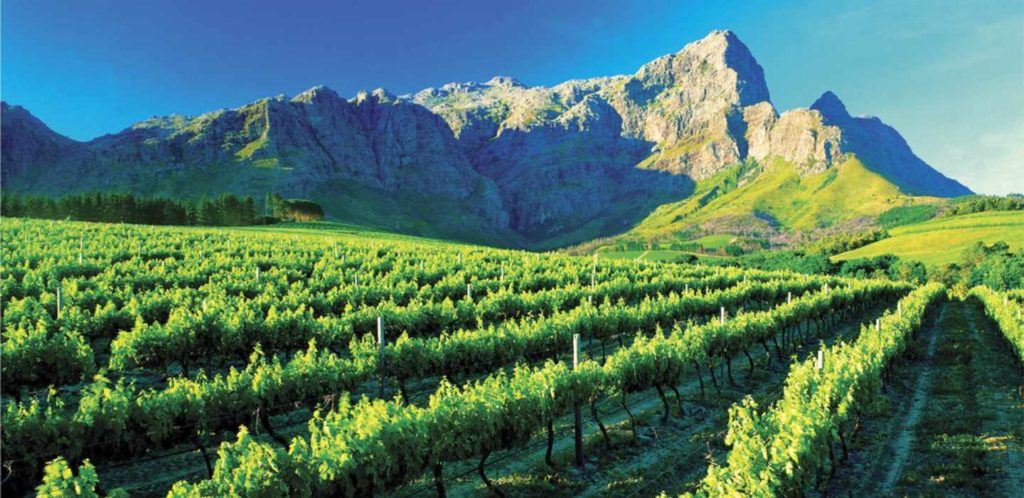 A Guide to South African Wine for Beginners