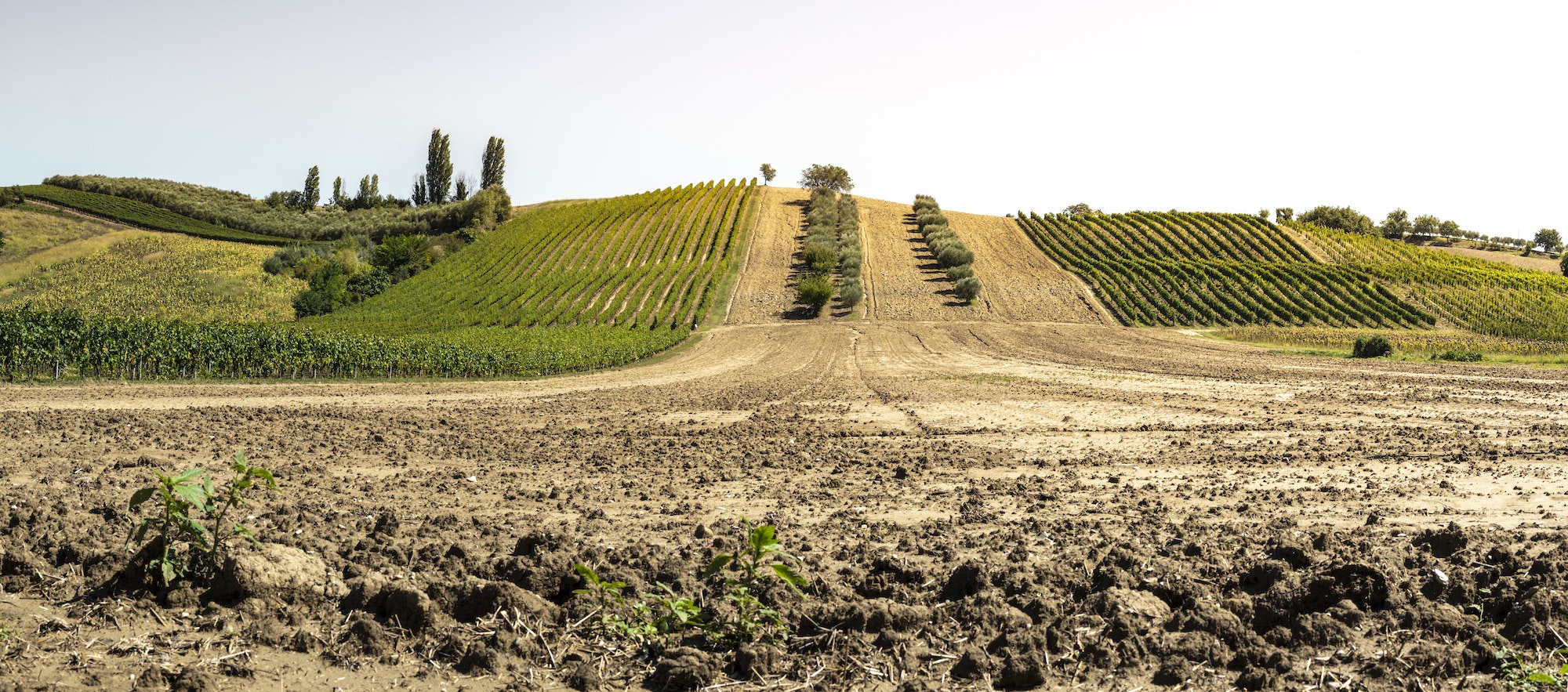 Olive trees in rows and vineyards in Italy. Olive and wine farm.