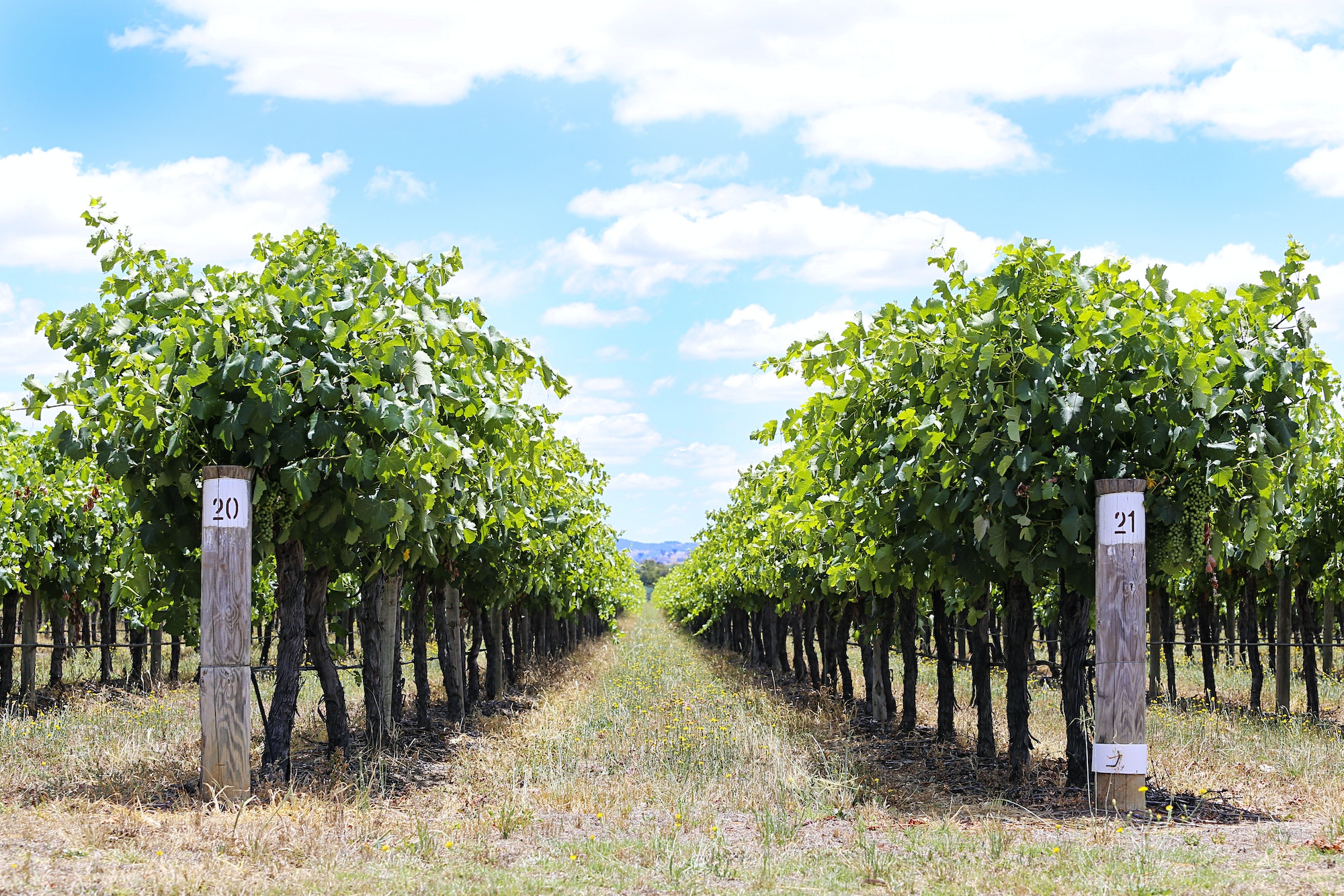 Vineyard in Mudgee, Australia