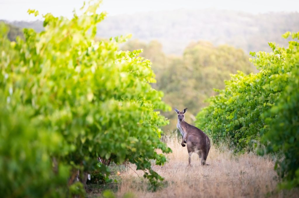 Vineyard Kangaroo