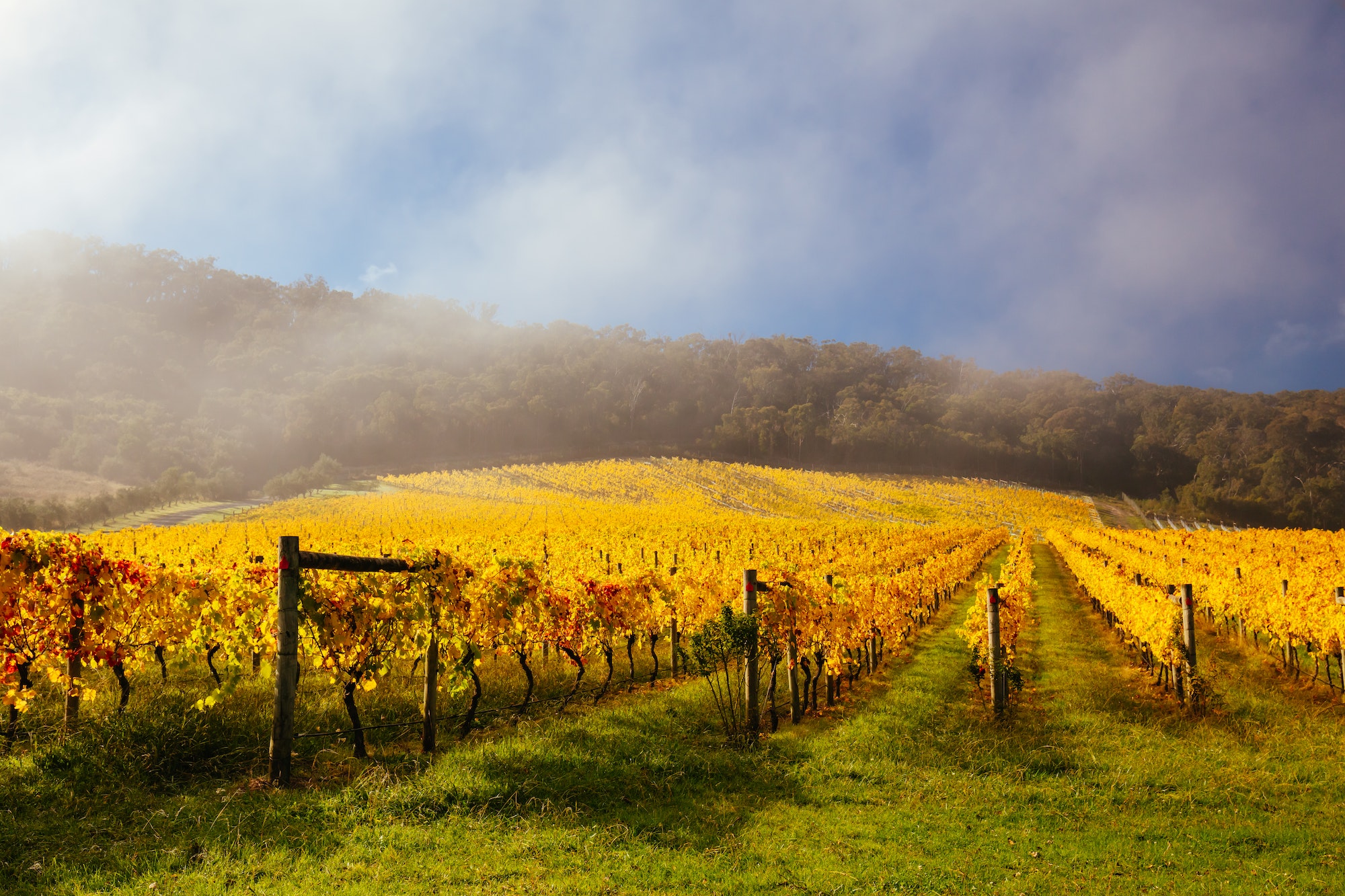 Yarra Valley Vineyard and Landscape in Australia